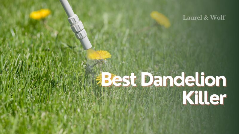 Best Dandelion Killer