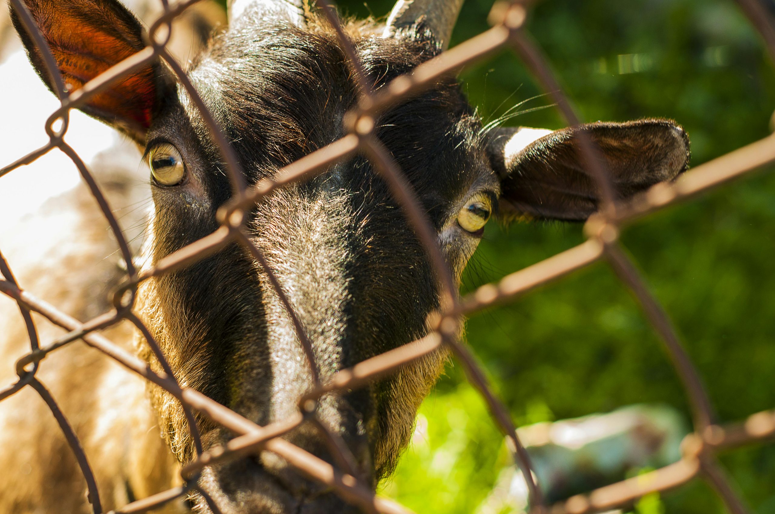 Best Electric Fence for Goats